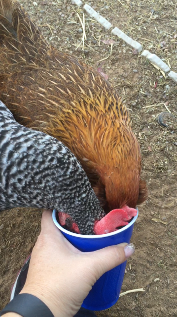 Readers show their chickens